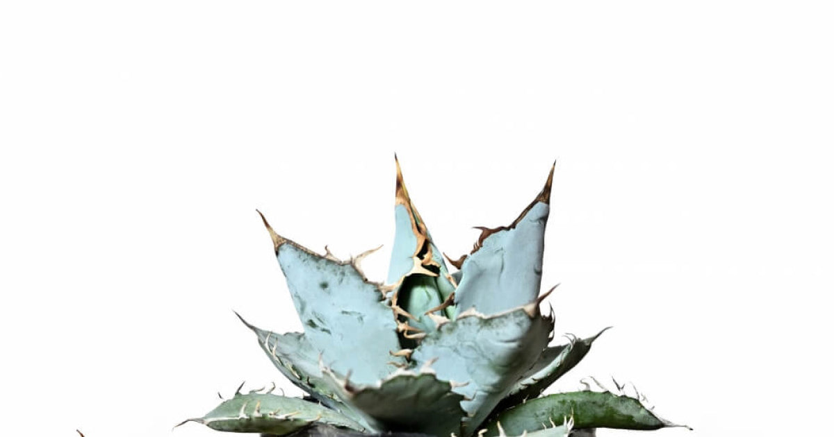 アガベ・チタノタ・ホワイトアイスの育て方