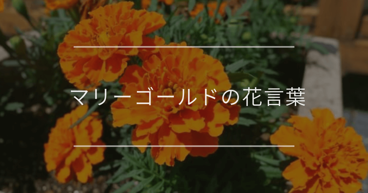 マリーゴールドの花言葉