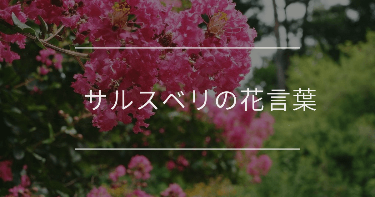 百日紅（サルスベリ）花言葉