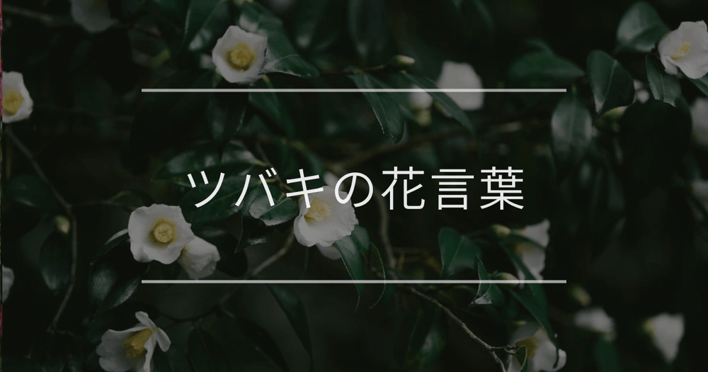 ツバキの花言葉｜色別や誕生花、名前の由来