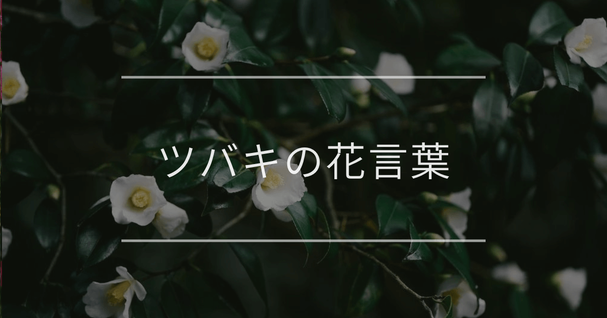 ツバキの花言葉｜色別や誕生花、名前の由来