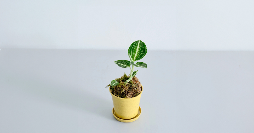 ジュエルオーキッド（アネクトキルス ロクスバーギー）