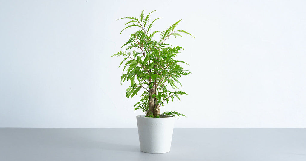 ポリシャス・フィリシフォリア