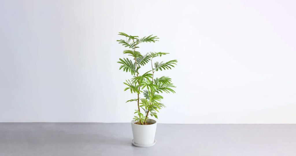 エバーフレッシュ ノーマル