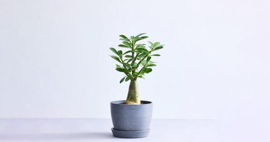 アデニウム・オベスム 5号