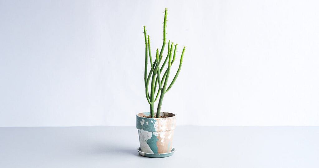 ユーフォルビア