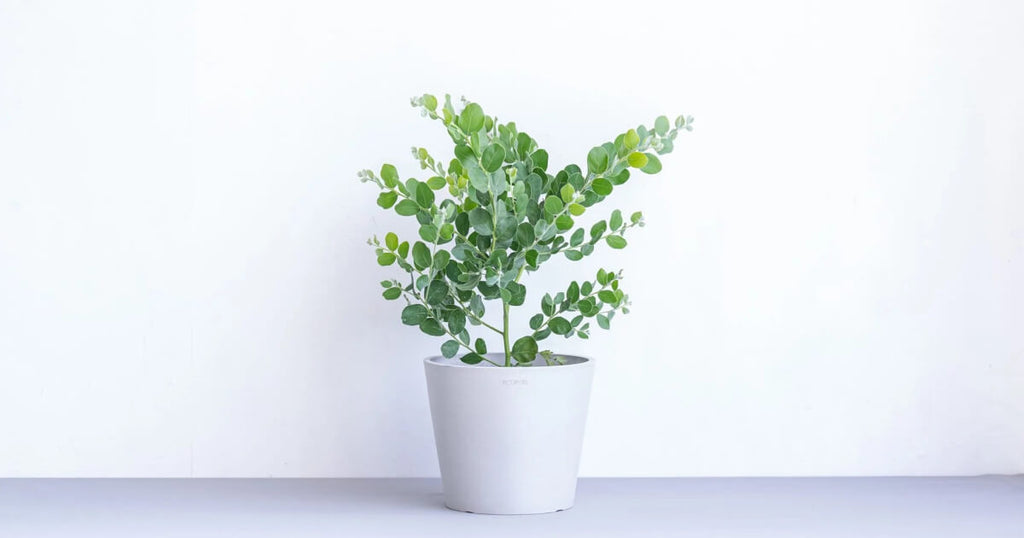 パールアカシア