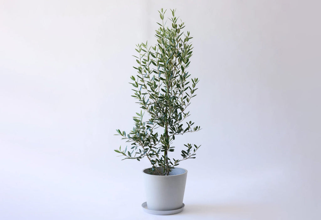 オリーブ・ひなかぜ 10号