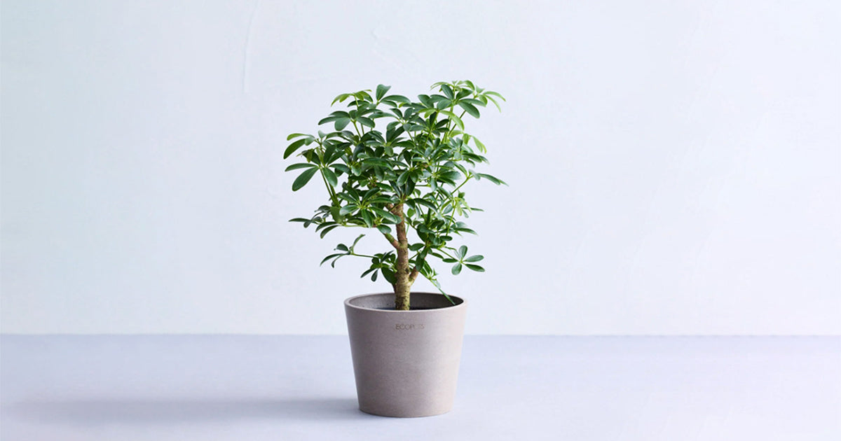 シェフレラ・コンパクタ