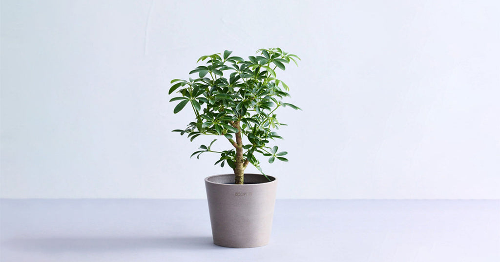 シェフレラ・コンパクタ