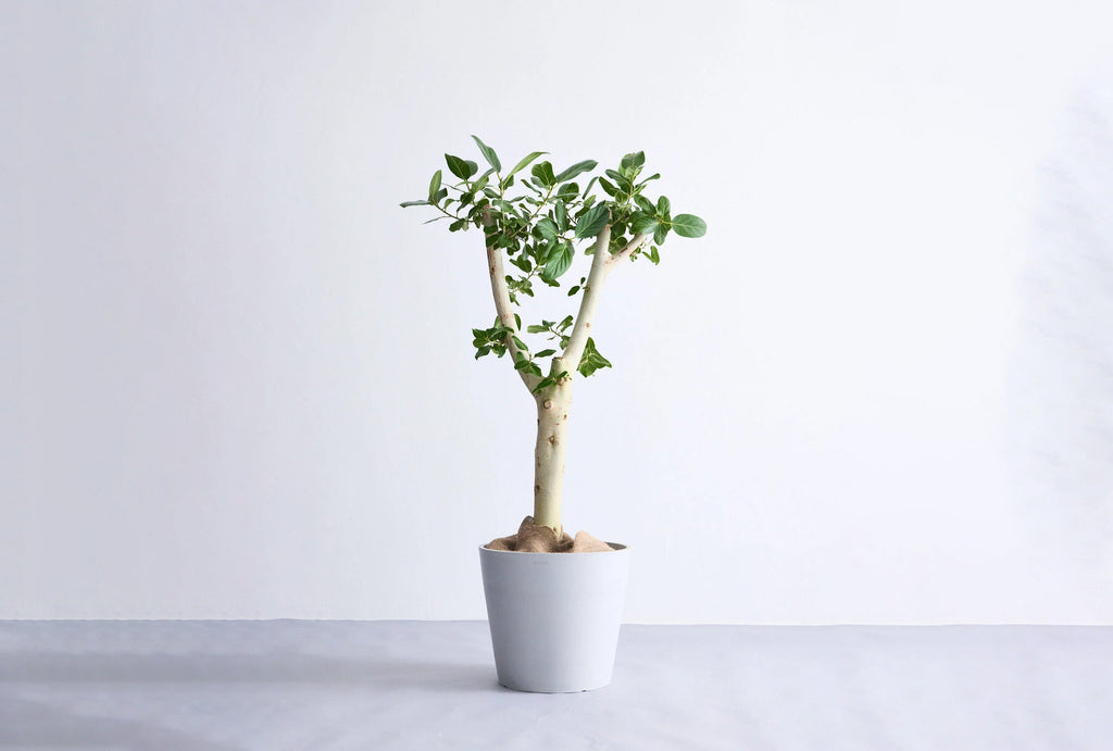 フィカス・ベンガレンシス 13号