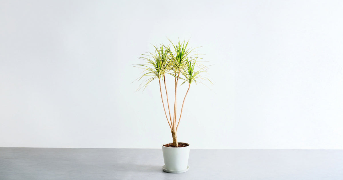 コンシンネ・マジナータ・ゴールド