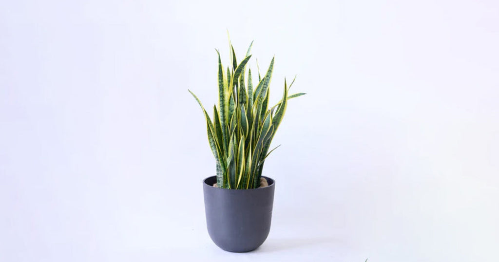 サンスベリア 15号