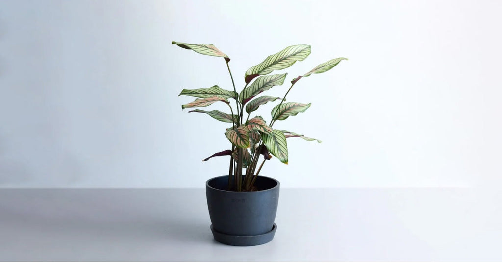 カラテア・ホワイトスター 5号