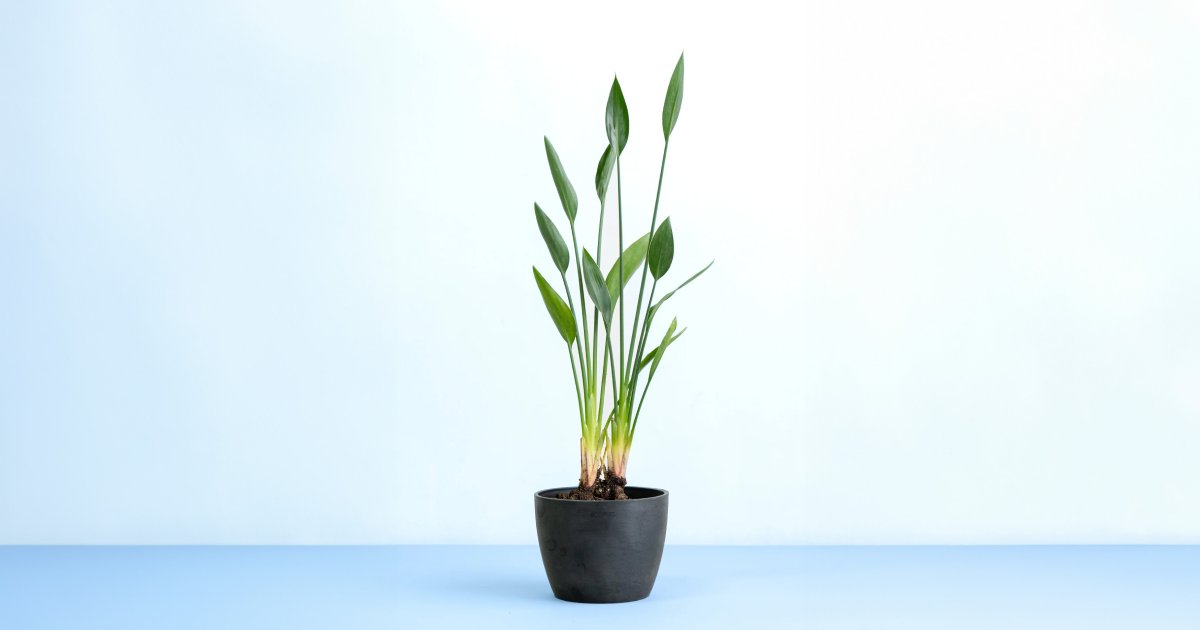 ストレリチア・ノンリーフ