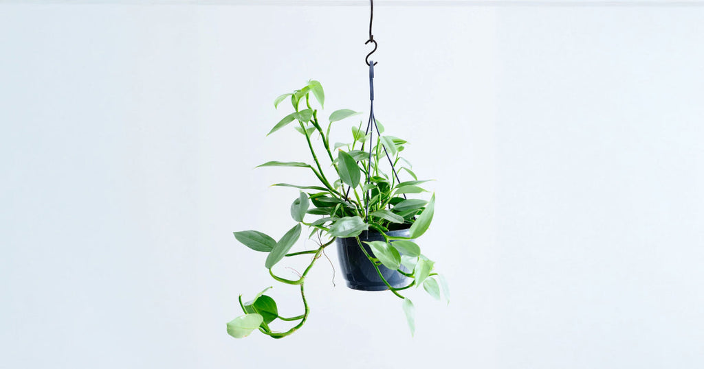 フィロデンドロン・シルバーメタル