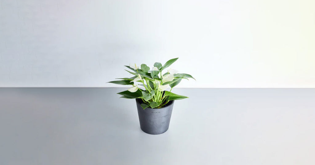 アンスリウム 4号