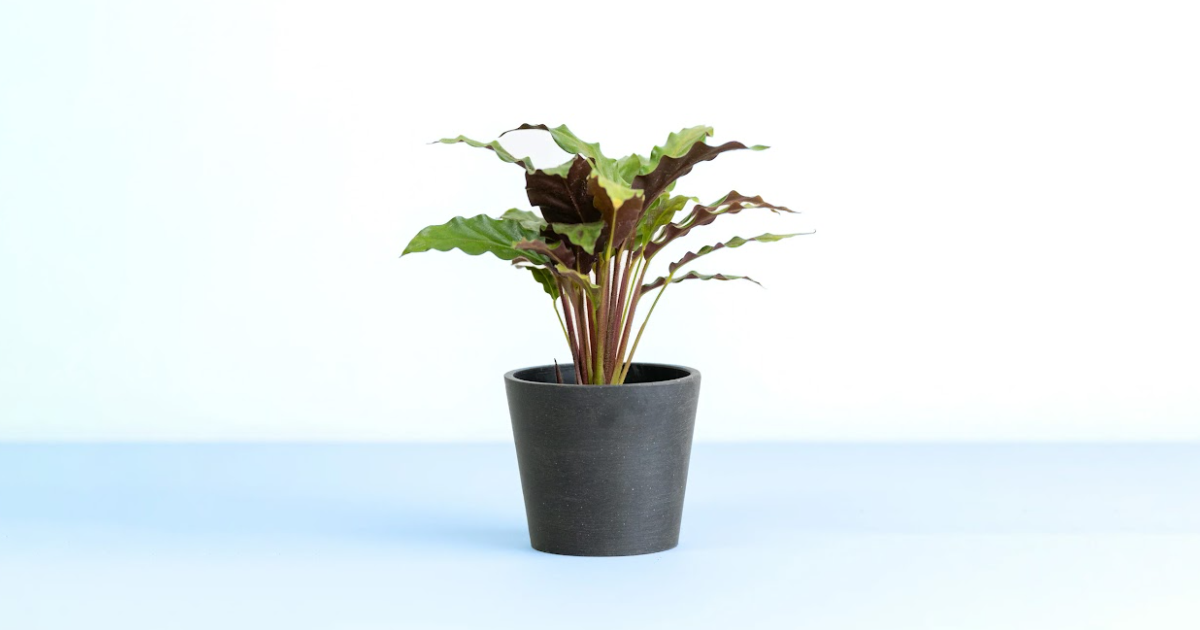 カラテア・ルフィバルバ