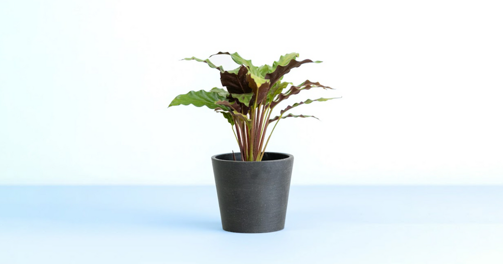 カラテア・ルフィバルバ