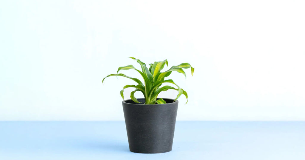 ドラセナ・ゴールドコード