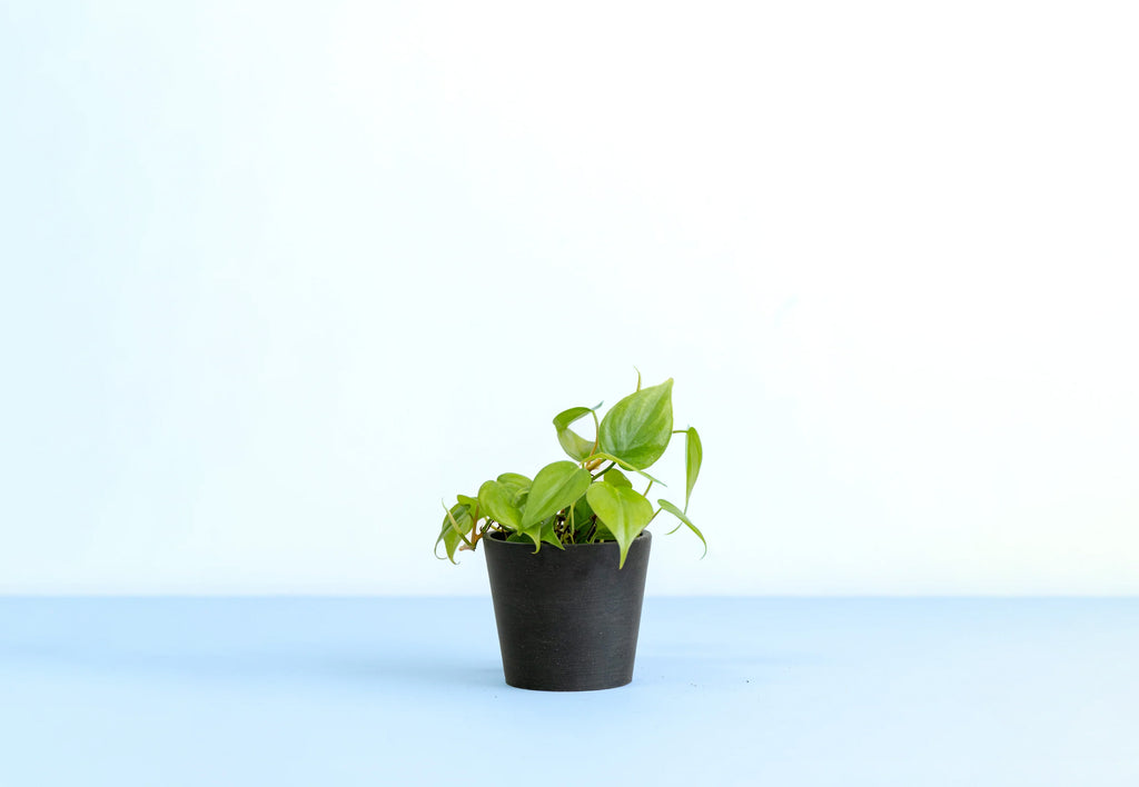 オキシカルジューム