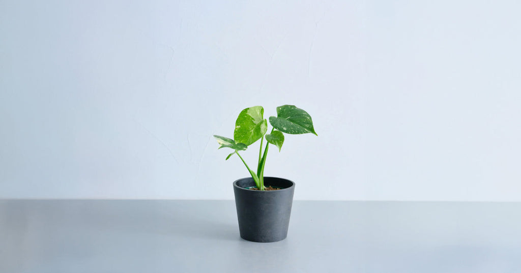 モンステラ 4号