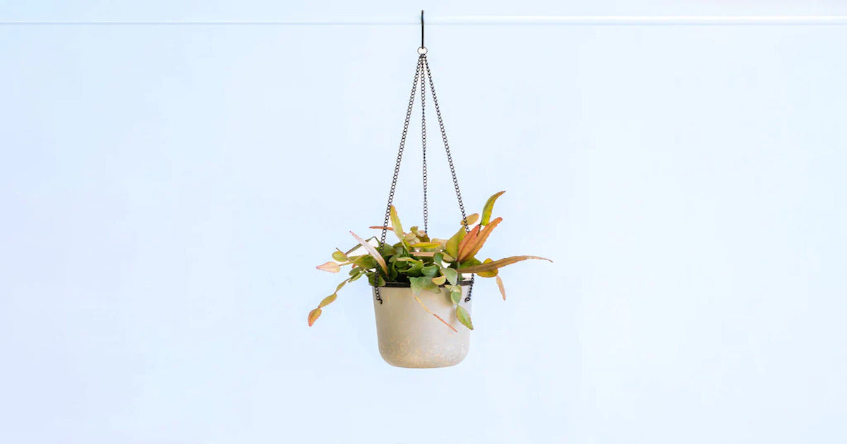 リプサリス・エリプティカ