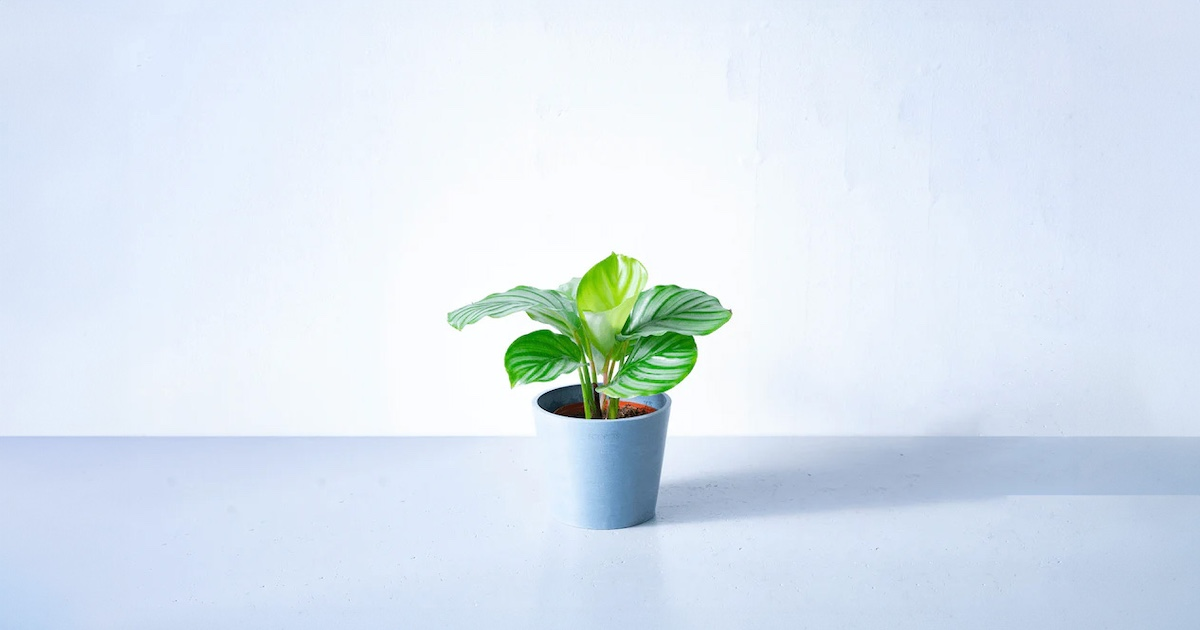 カラテア・オービフォリア