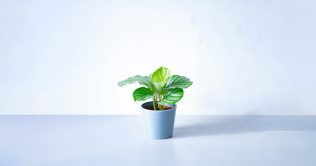 カラテア・オービフォリア