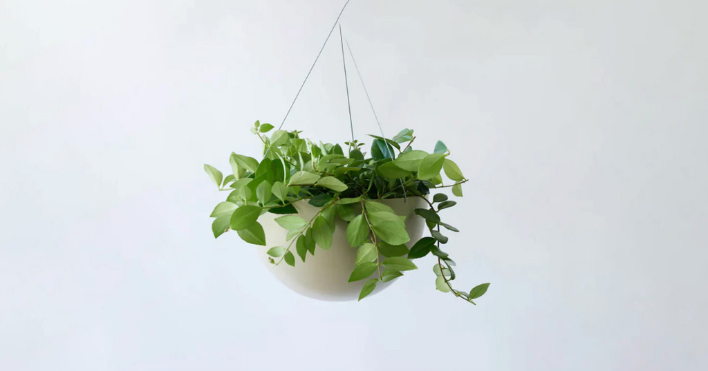 エスキナンサス