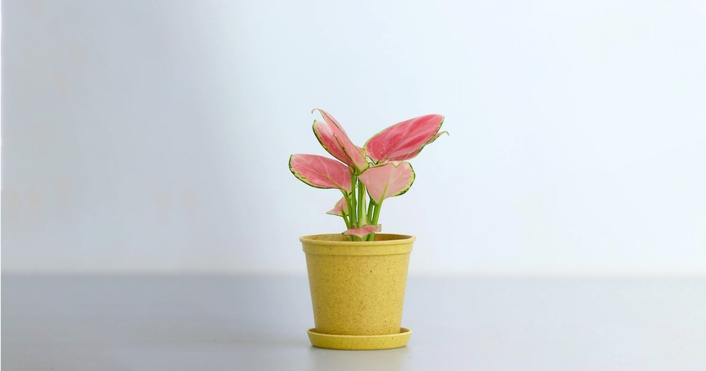 アグラオネマ・オースピシャスレッド