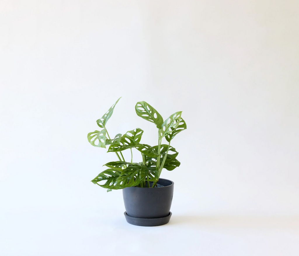 マドカズラ 5号