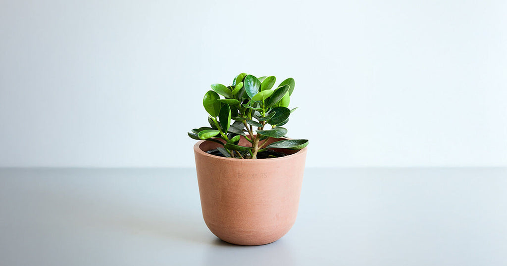 パンダガジュマル