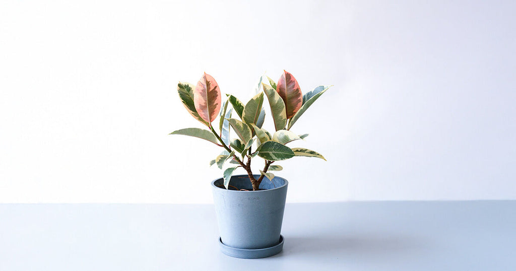 フィカス・ティネケ