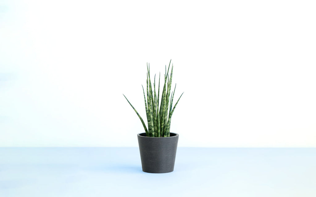 サンスベリア・ファーンウッド・ミカド 3号