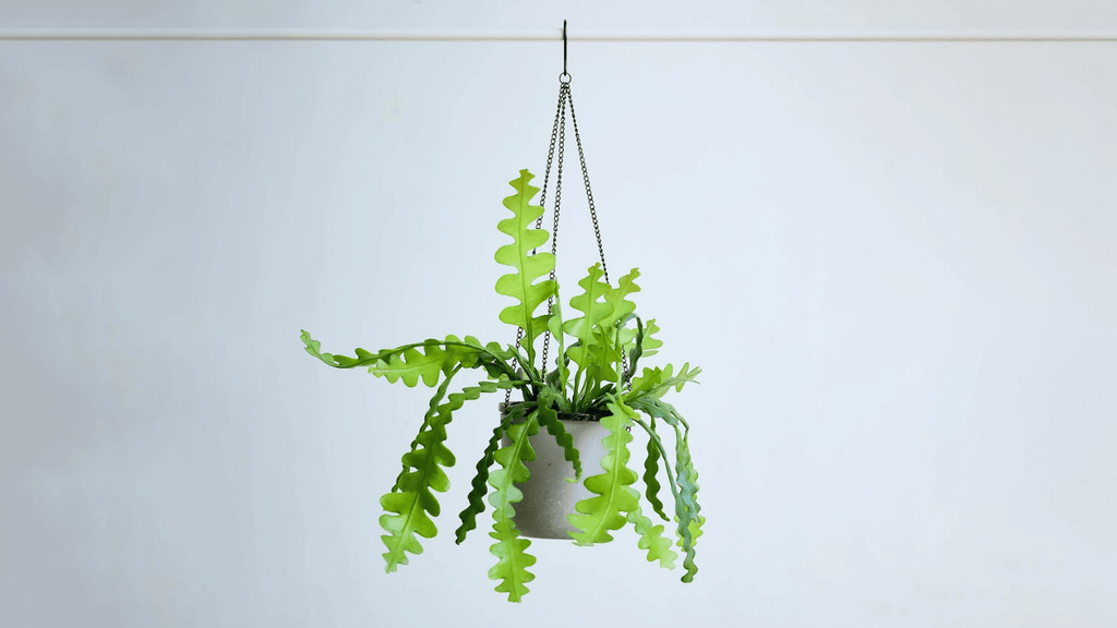 エピフィルム・アングリガー