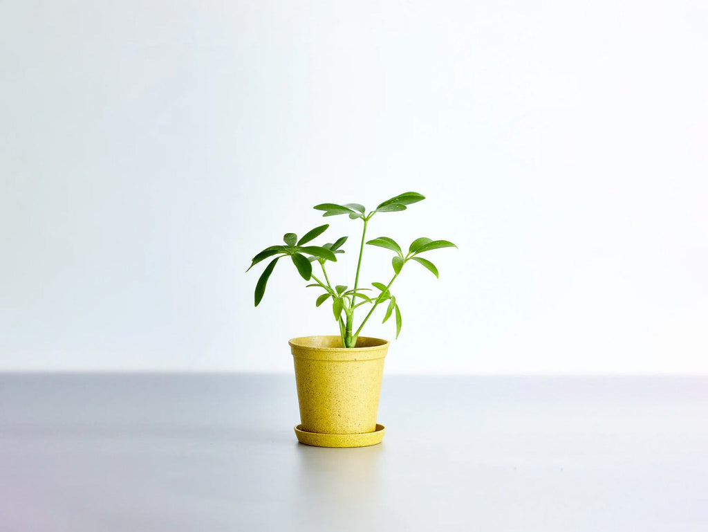 シェフレラ 2号