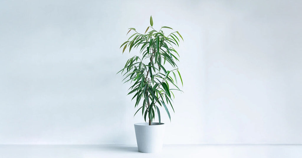 ショウナンゴムノキ