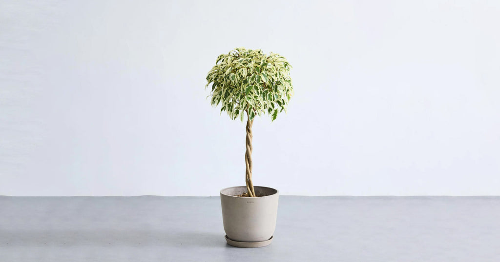 フィカス・ベンジャミン・スターライト・ビューティークイーン