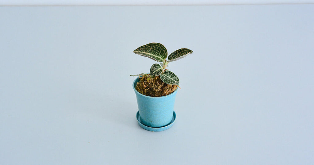 ジュエルオーキッド（アネクトキルス ロクスバーギー ローズゴールド）