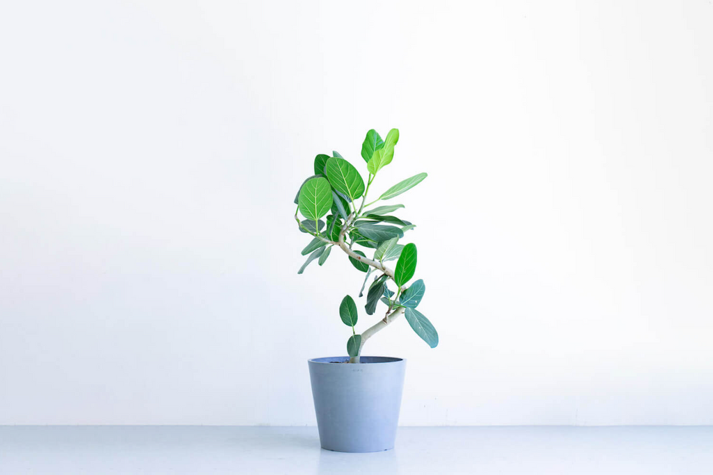 フィカス・ベンガレンシス まがり