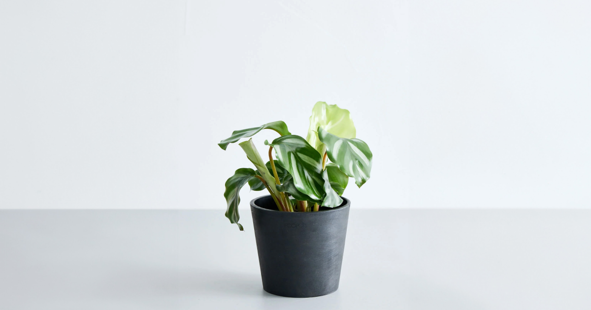 カラテア・ベザール