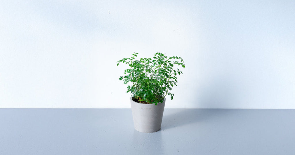 シマトネリコ 3号