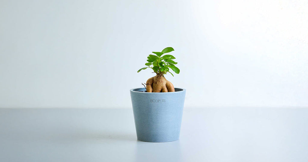 ガジュマル（多幸の木） 3号