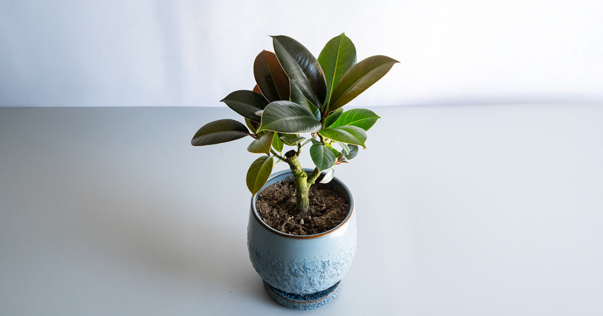 フィカス・メラニー