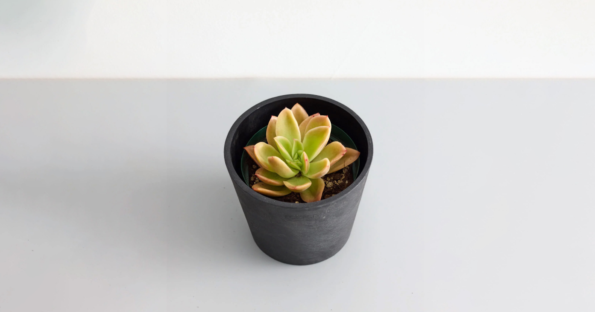 エケベリア・ゴールデングロウ