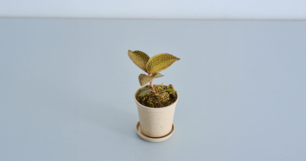 ジュエルオーキッド（アネクトキルス ロクスバーギー ゴールドベイン）