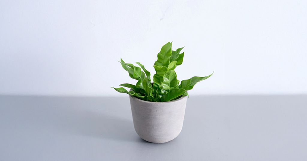 アスプレニウム・エメラルドウェーブ