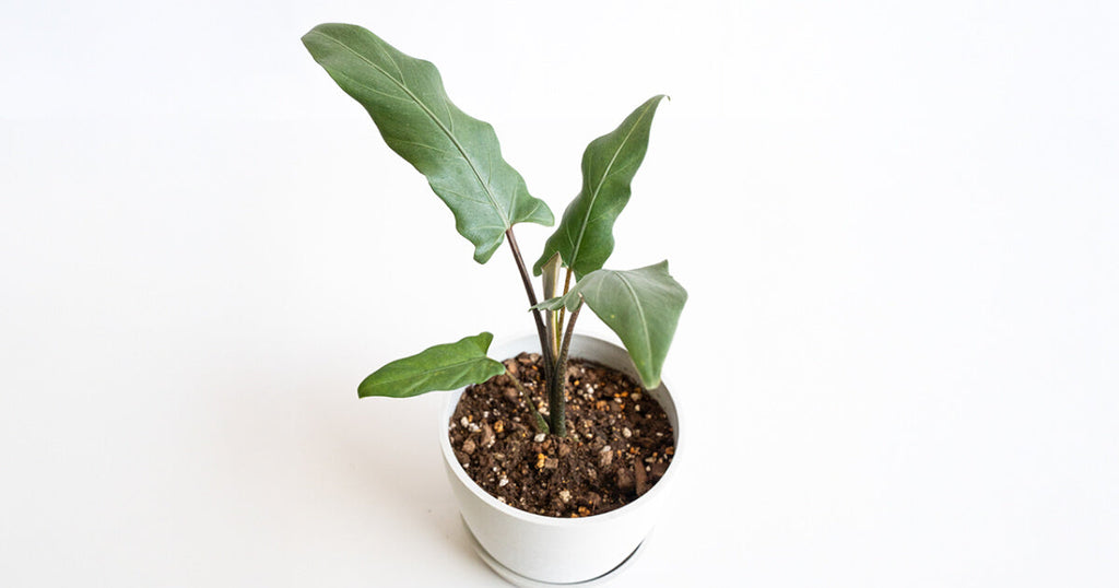 アロカシア・ラウテルバキアナ