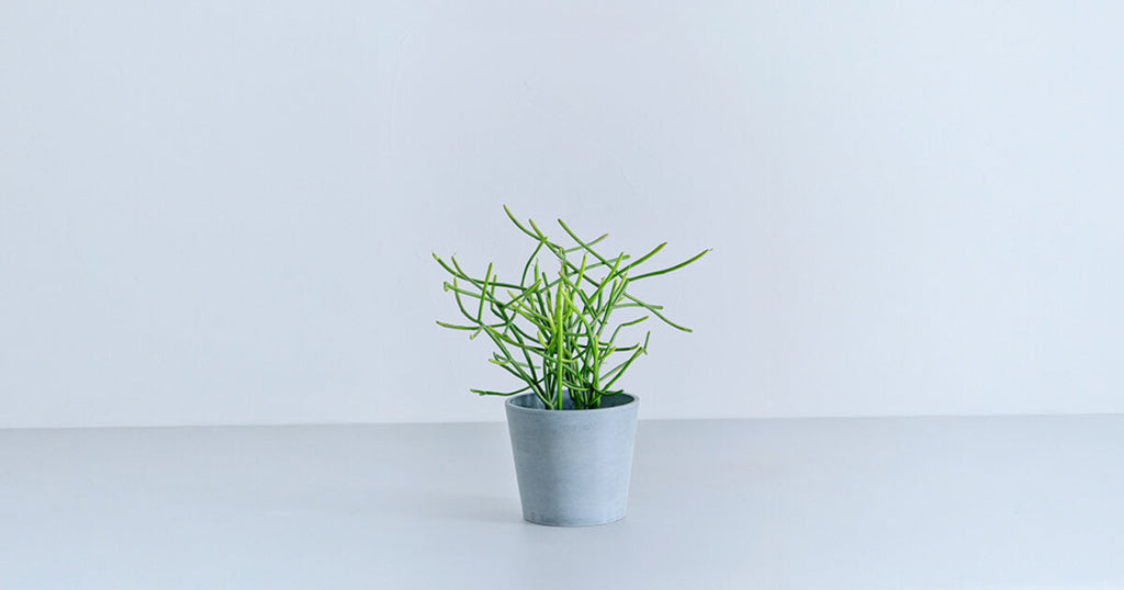 ミルクブッシュ